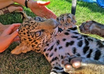 image of animal