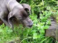 image of great_dane