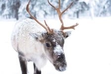 image of reindeer #22