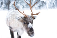 image of animal