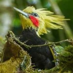 image of bird