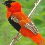 image of bird