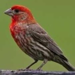 image of bird