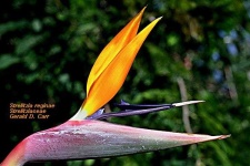 image of bird_of_paradise_flower #39