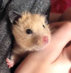 image of hamster