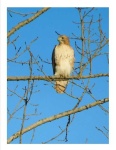 image of hawk