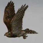 image of bird