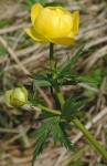image of flower
