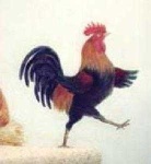 image of rooster