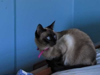 image of siamese #18