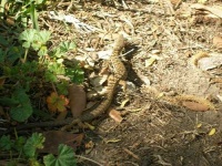 image of alligator_lizard