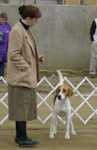 image of english_foxhound