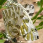 image of animal