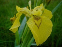 image of yellow_iris #3