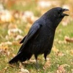 image of bird