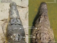 image of crocodile