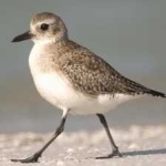 image of bird