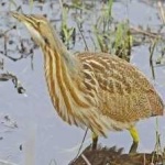 image of bird