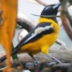 image of bird
