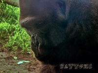 image of gorilla