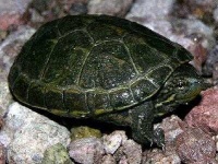 image of mud_turtle