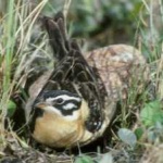 image of bird