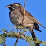 image of black_throated_sparrow #14