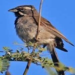 image of bird