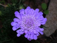image of flower