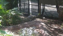 image of african_crocodile