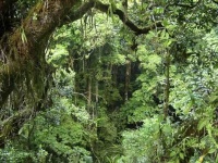 image of rainforest