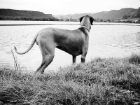 image of great_dane