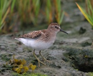 image of dowitcher