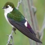image of bird