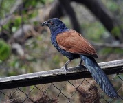 image of coucal
