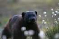 image of brown_bear