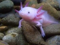 image of axolotl