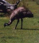 image of emu