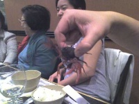 image of crayfish