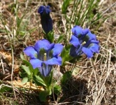image of flower