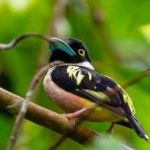 image of bird