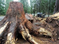 image of tree