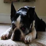 image of animal
