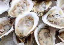 image of oyster #47