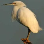image of bird