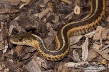 image of garter_snake #23