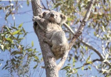 image of koala #28