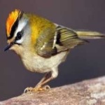 image of bird