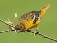 image of oriole