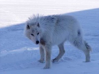 image of white_wolf #27